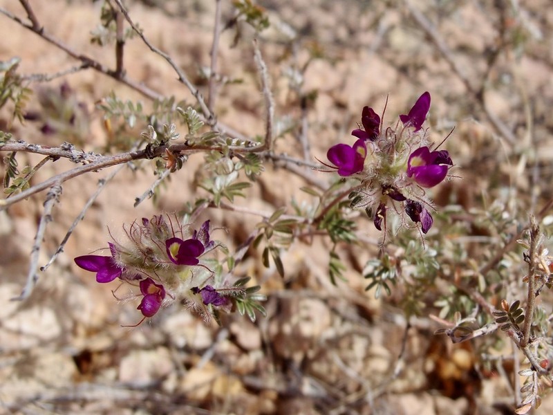 Dalea purpusii photo 2