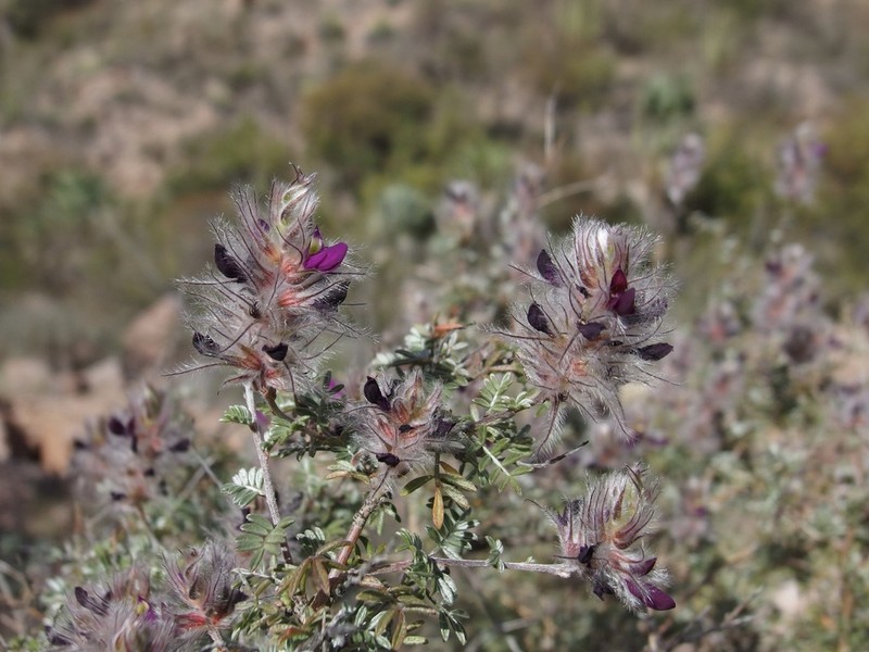 Dalea purpusii photo 3