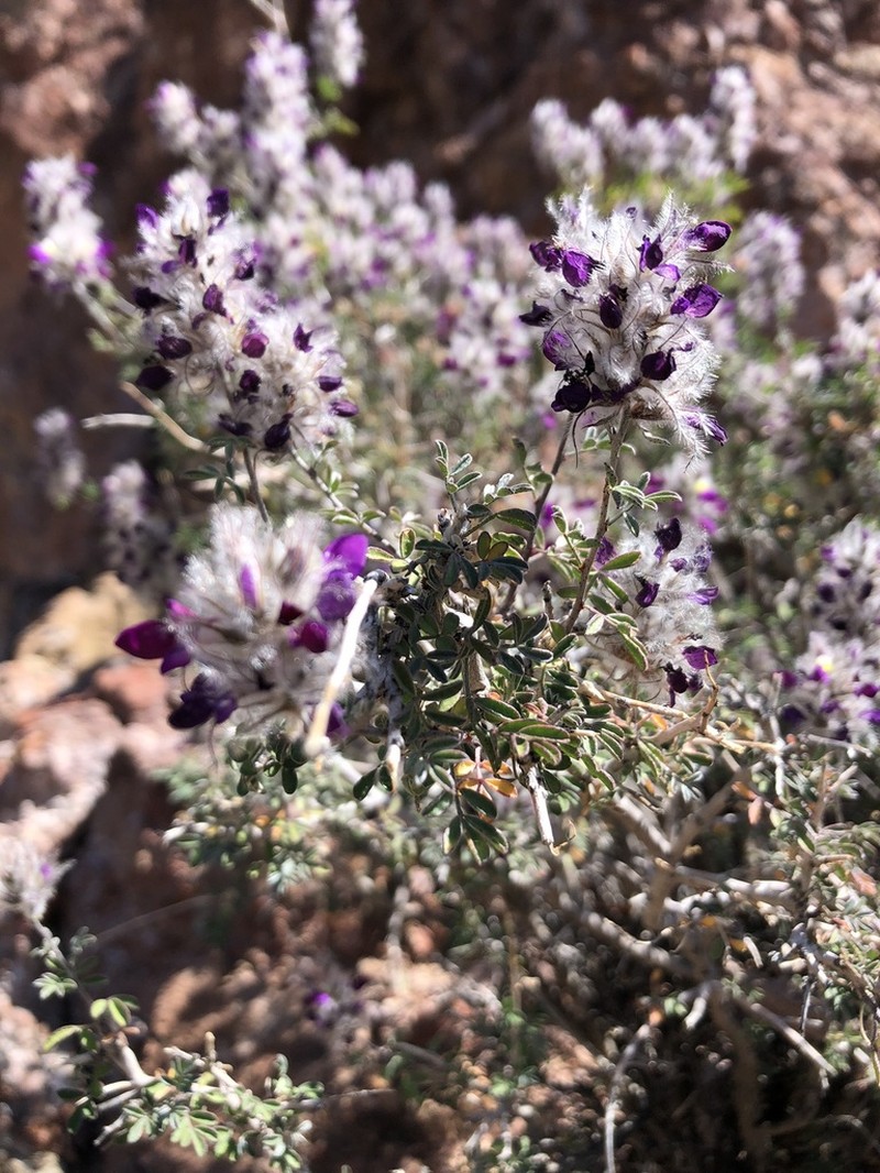 Dalea purpusii photo 4