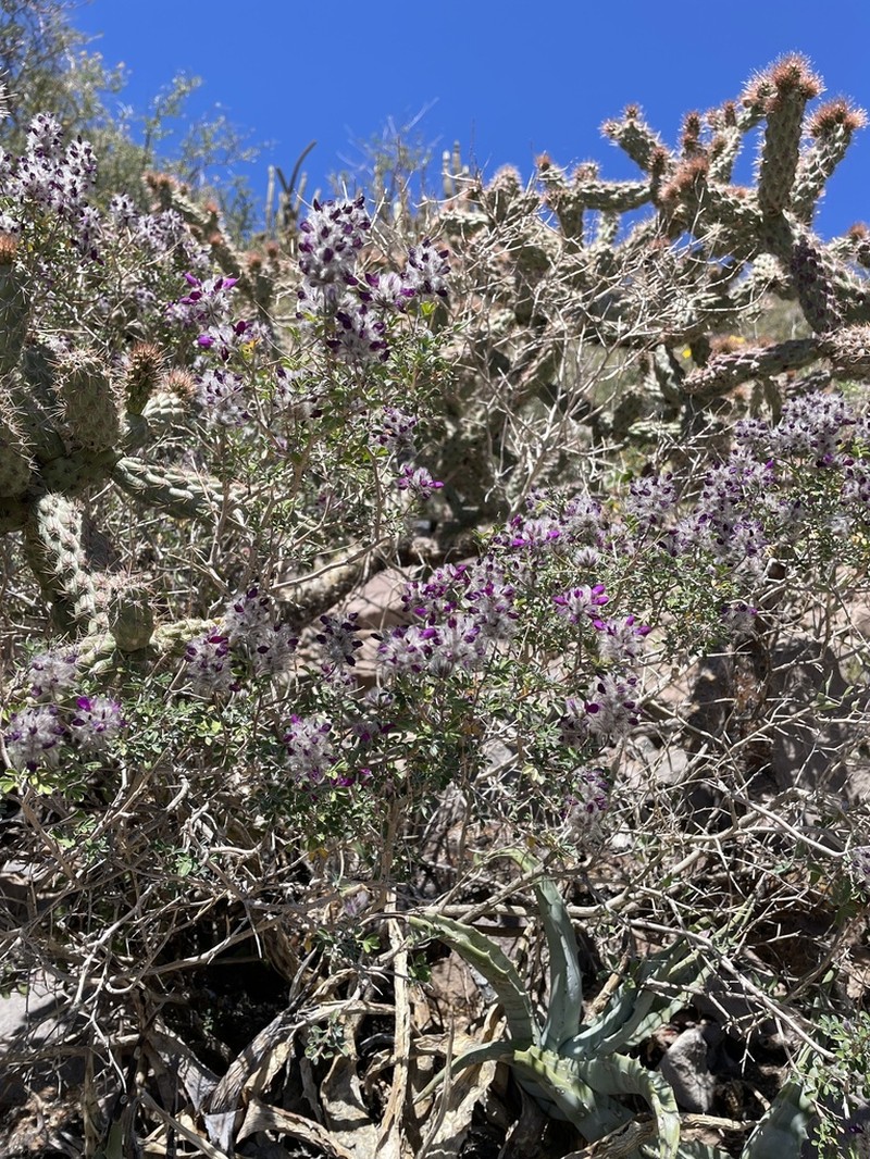 Dalea purpusii photo 5