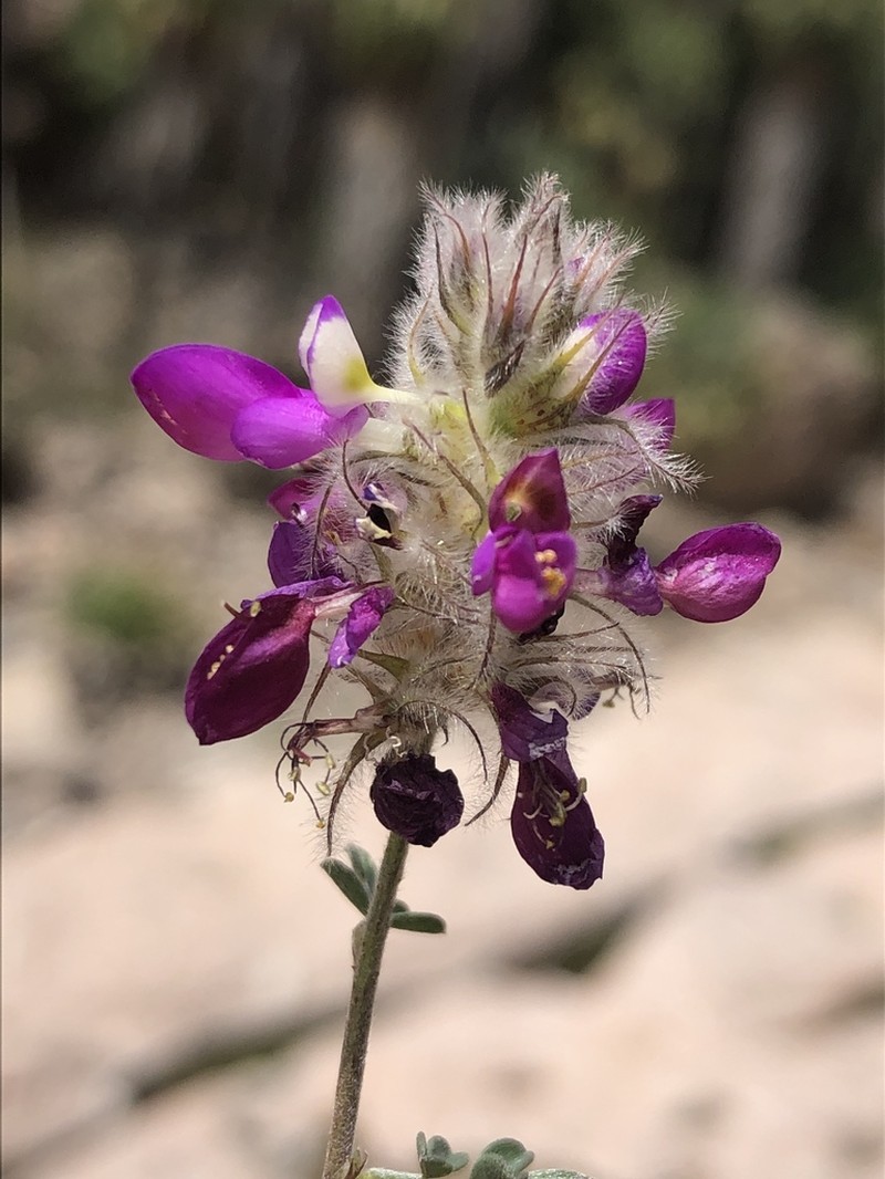 Dalea purpusii photo 6
