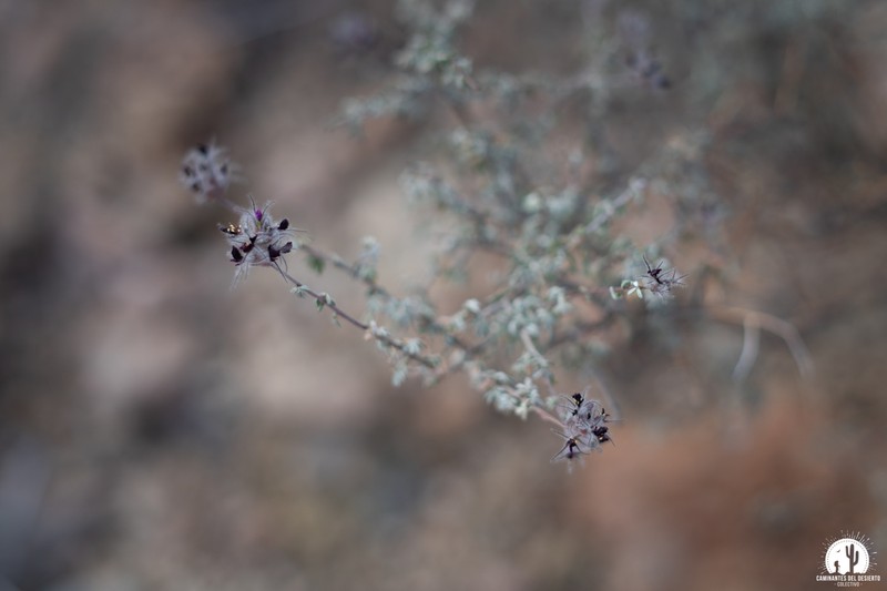 Dalea purpusii photo 7