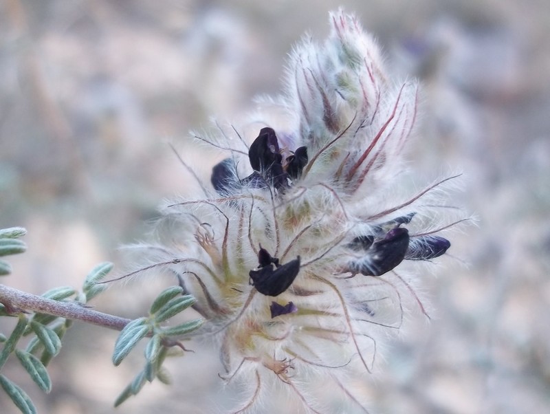 Dalea purpusii photo 8