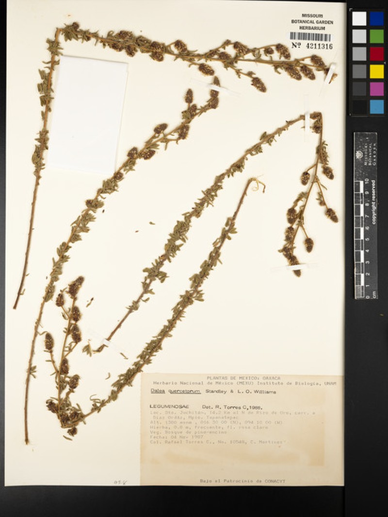 Dalea quercetorum