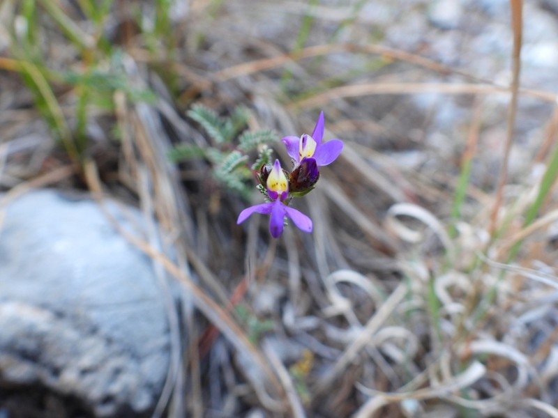 Dalea radicans