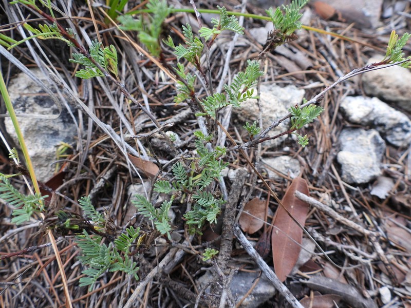 Dalea radicans photo 3