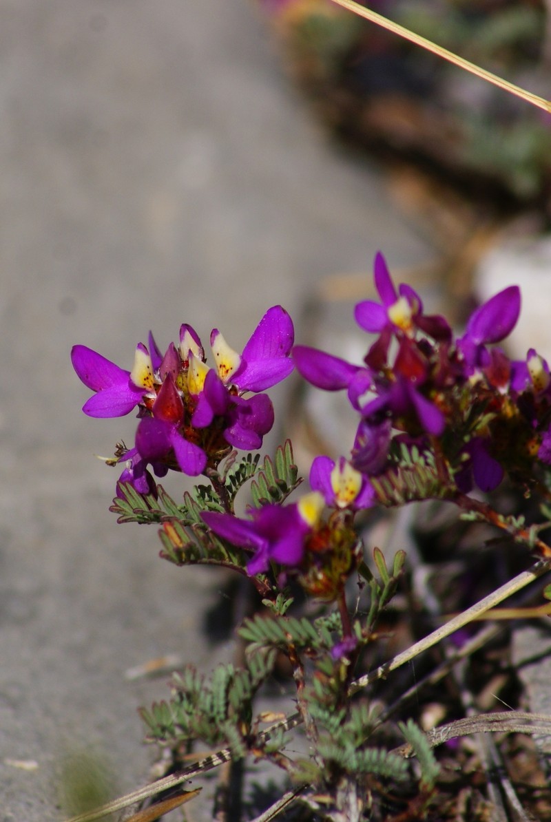 Dalea radicans photo 4