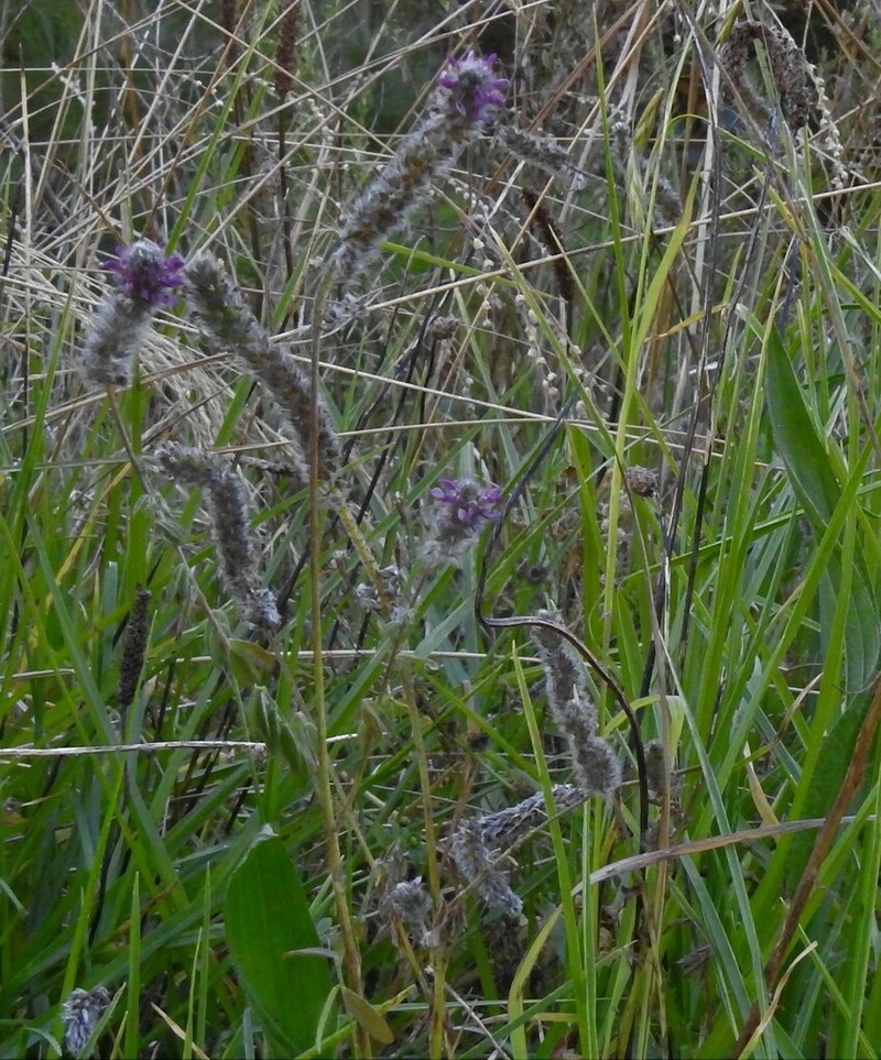 Dalea reclinata