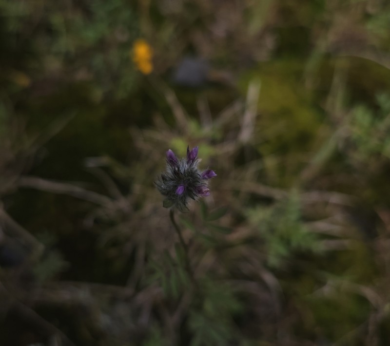 Dalea reclinata photo 2