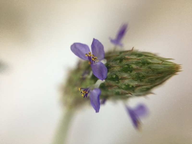 Dalea reclinata photo 3