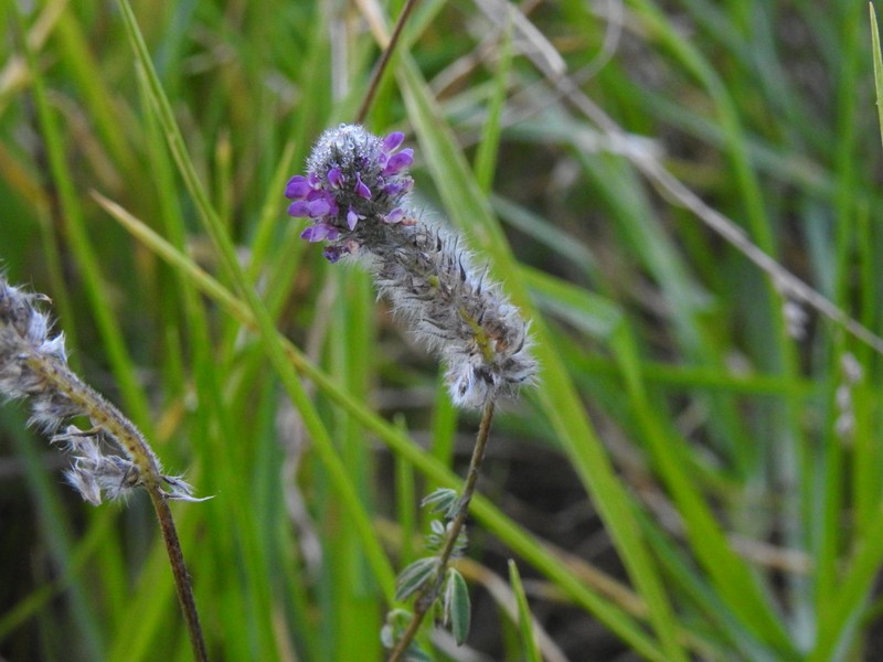 Dalea reclinata photo 4