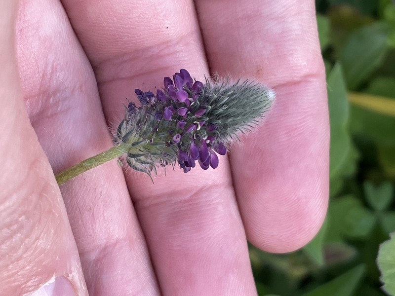 Dalea reclinata photo 5