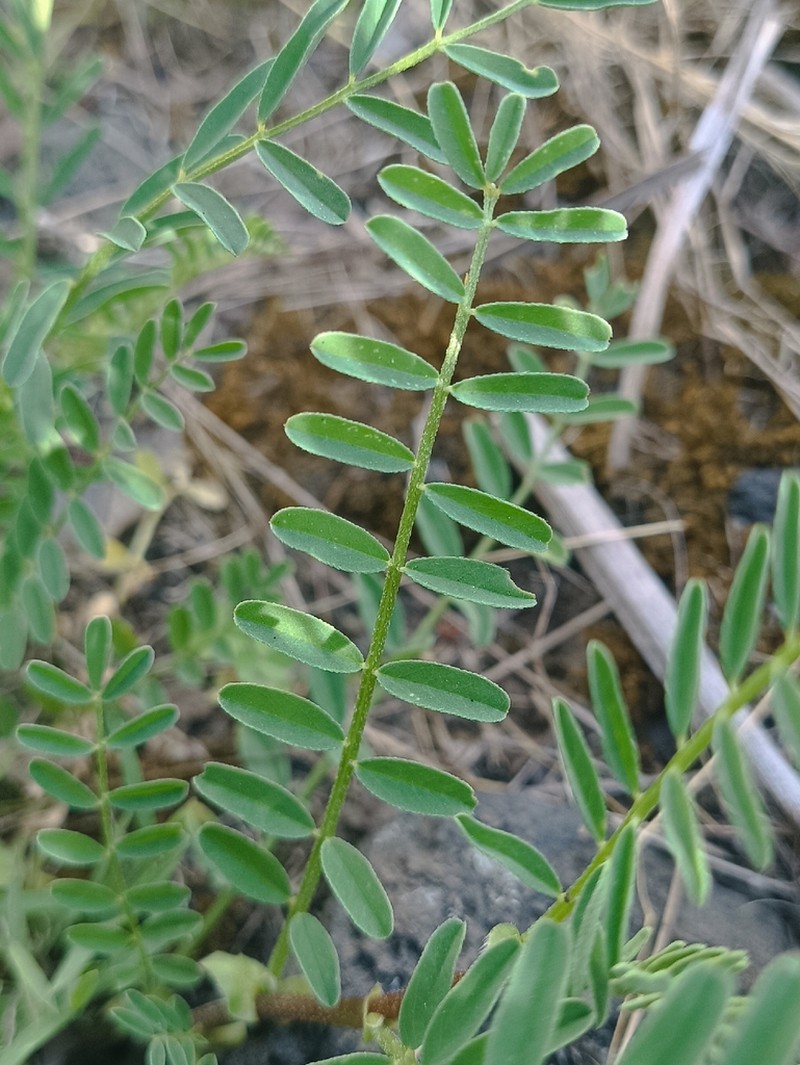 Dalea reclinata photo 6