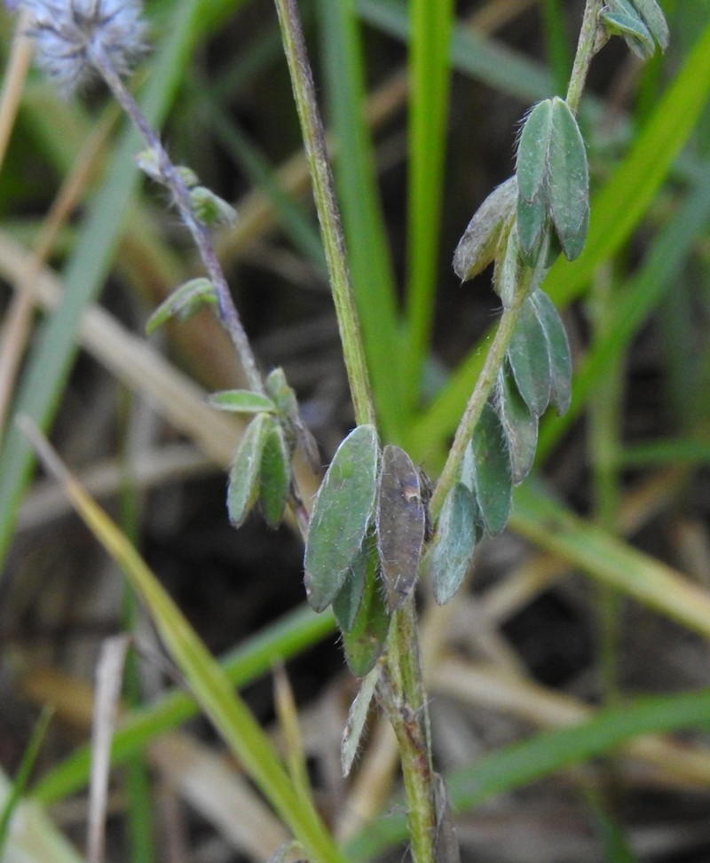 Dalea reclinata photo 7