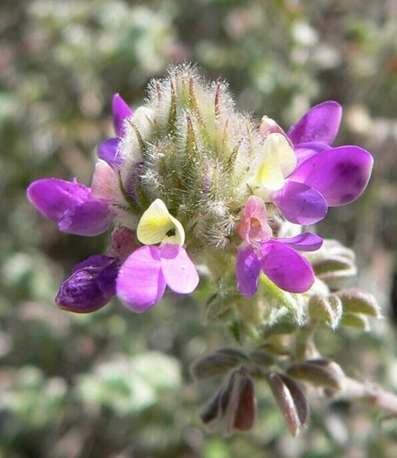 Dalea reclinata photo 8