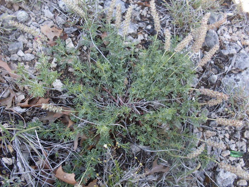Comanche Peak Prairie Clover