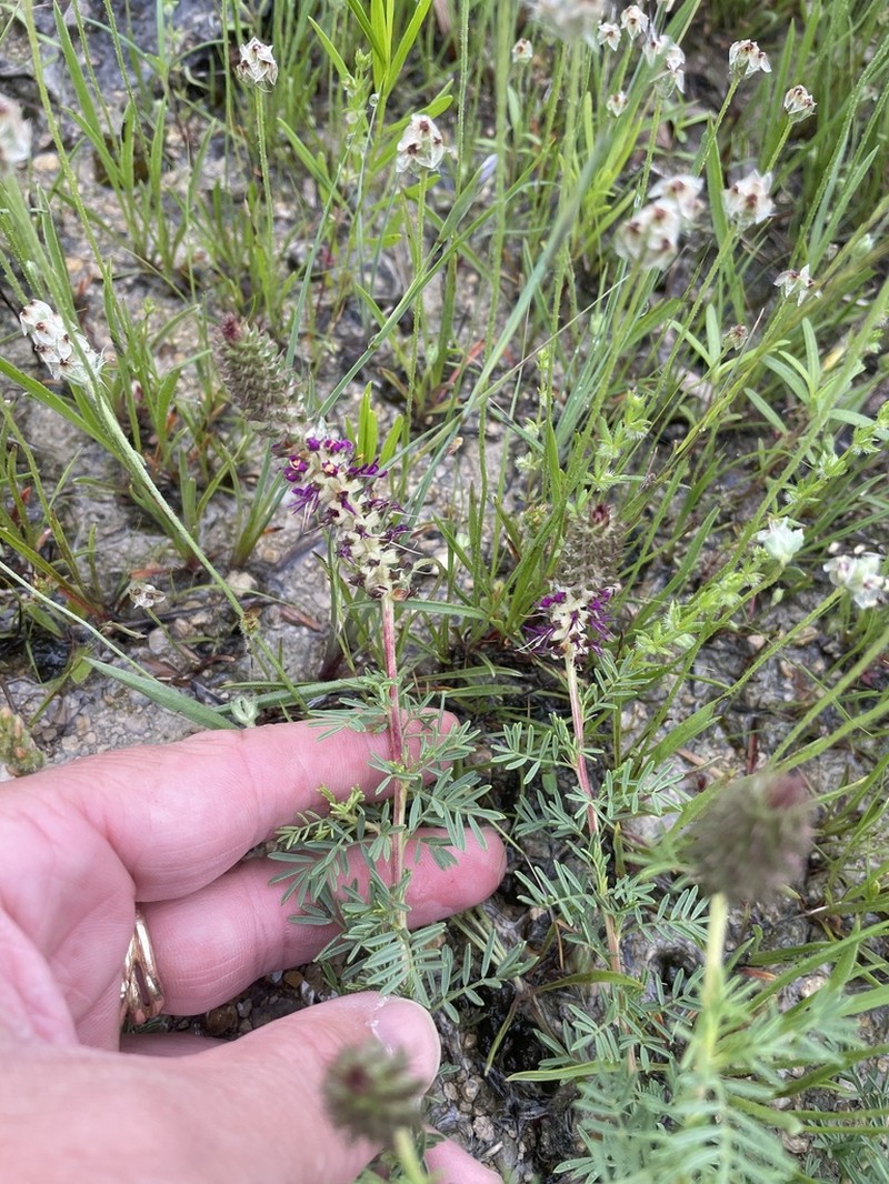 Comanche Peak Prairie Clover photo 2