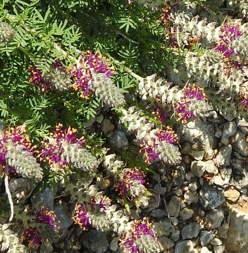 Comanche Peak Prairie Clover photo 3