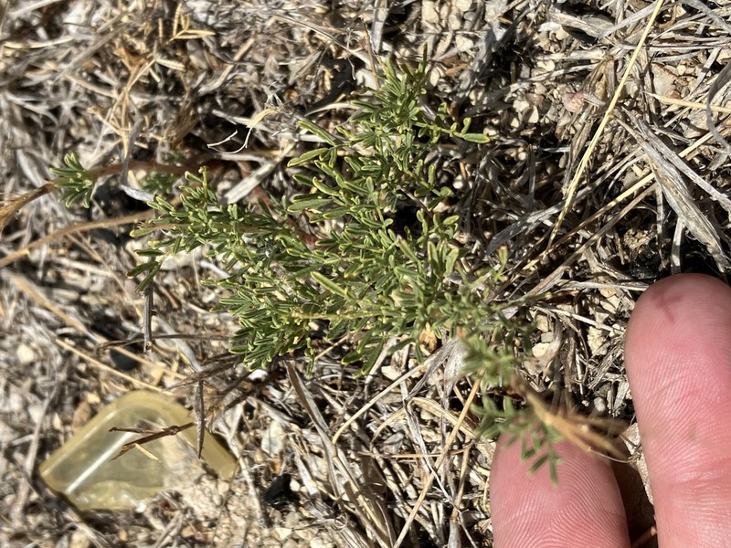 Comanche Peak Prairie Clover photo 4
