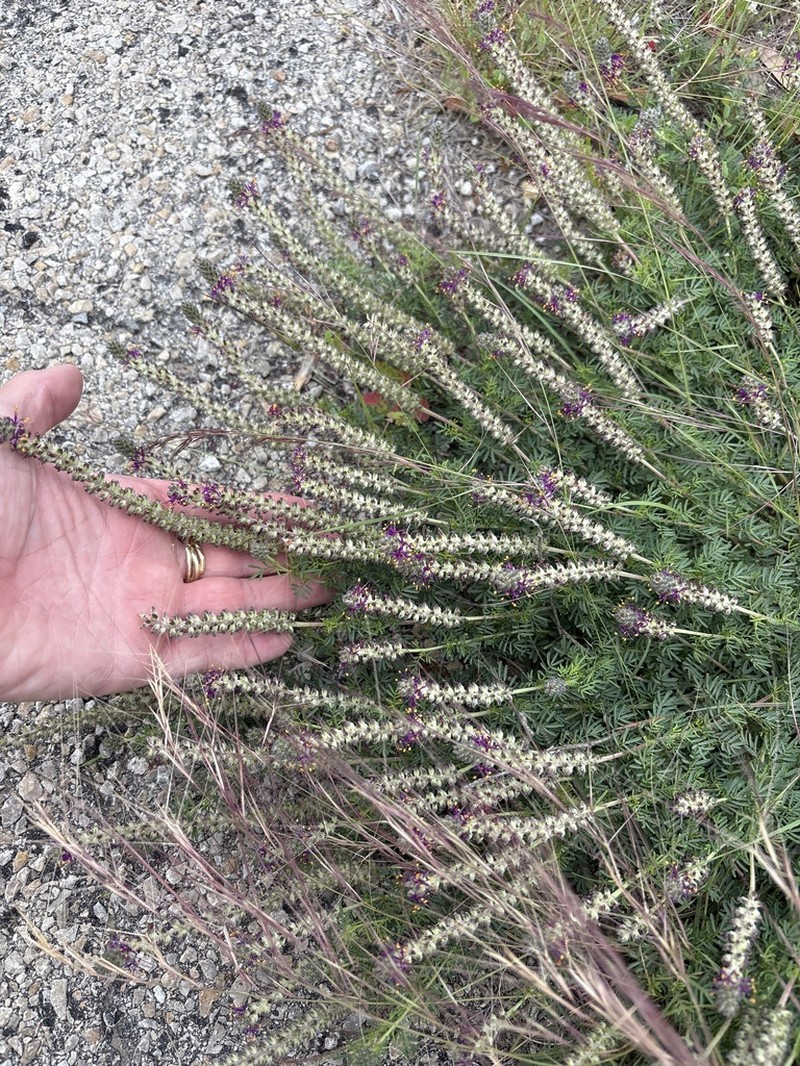 Comanche Peak Prairie Clover photo 5
