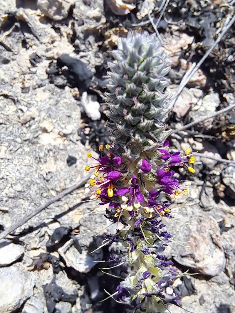 Comanche Peak Prairie Clover photo 6