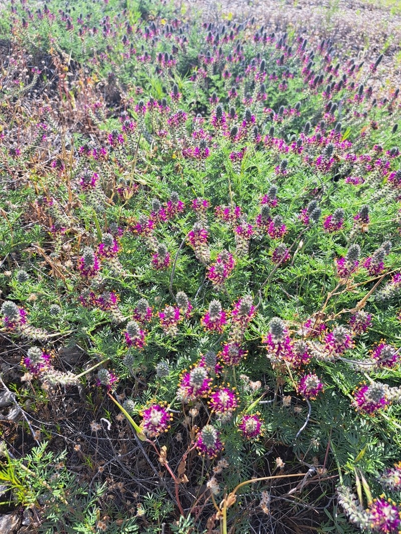Comanche Peak Prairie Clover photo 7