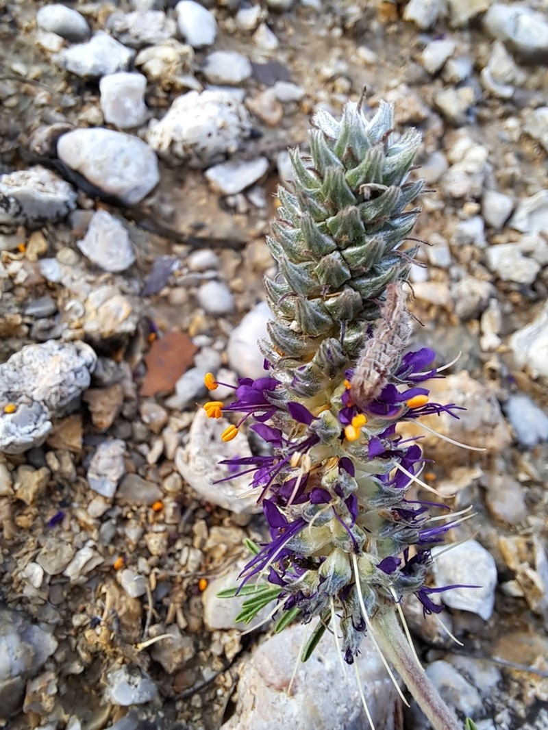 Comanche Peak Prairie Clover photo 8