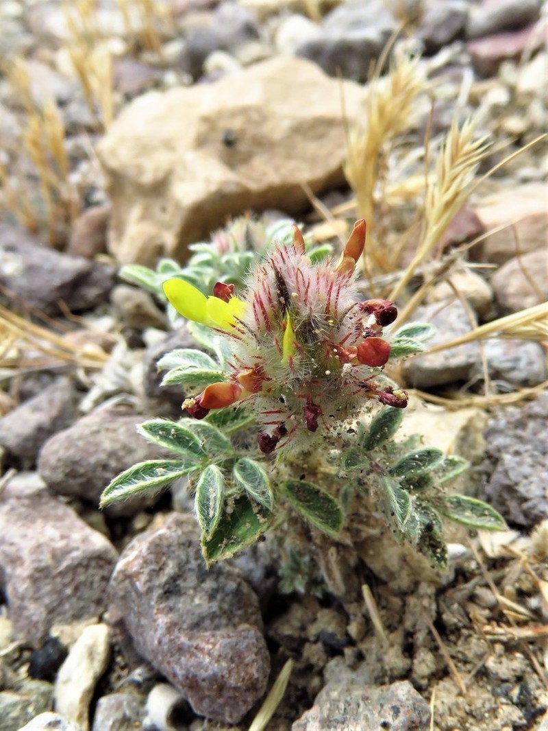Dalea rubescens