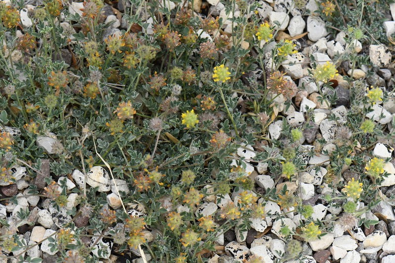 Dalea rubescens photo 2