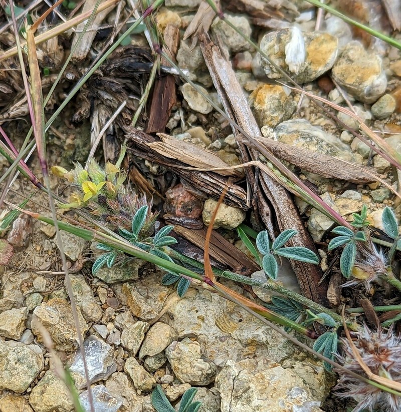 Dalea rubescens photo 3