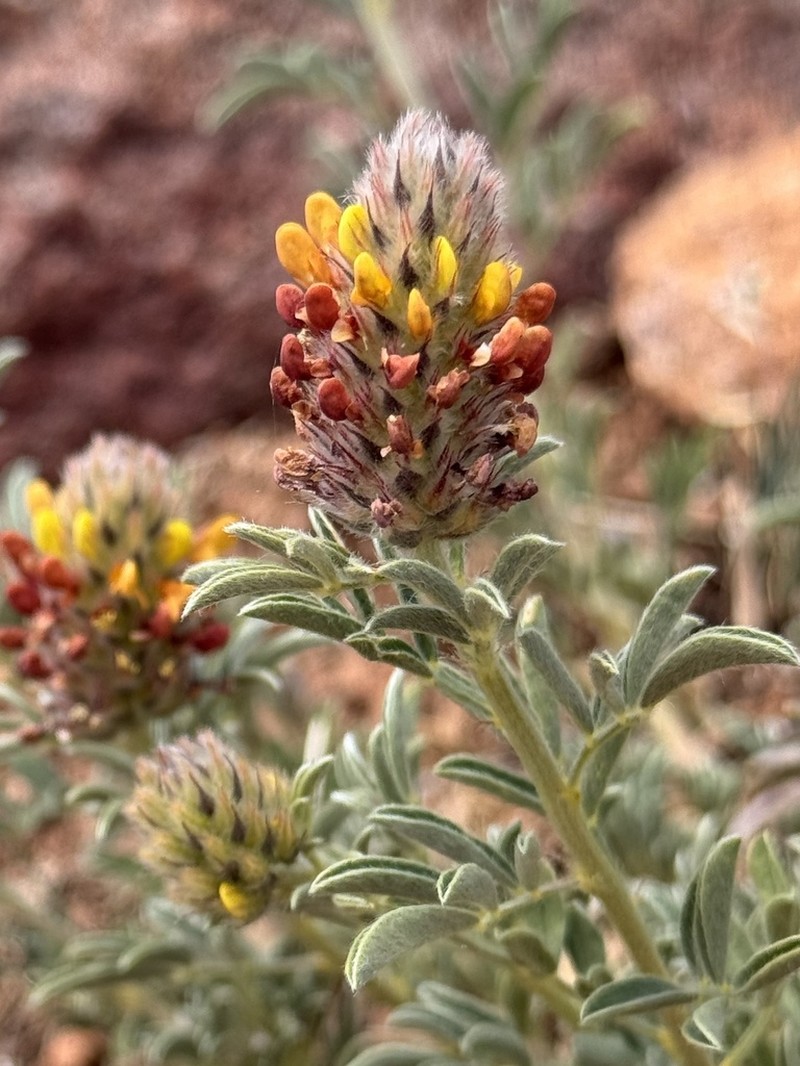 Dalea rubescens photo 4