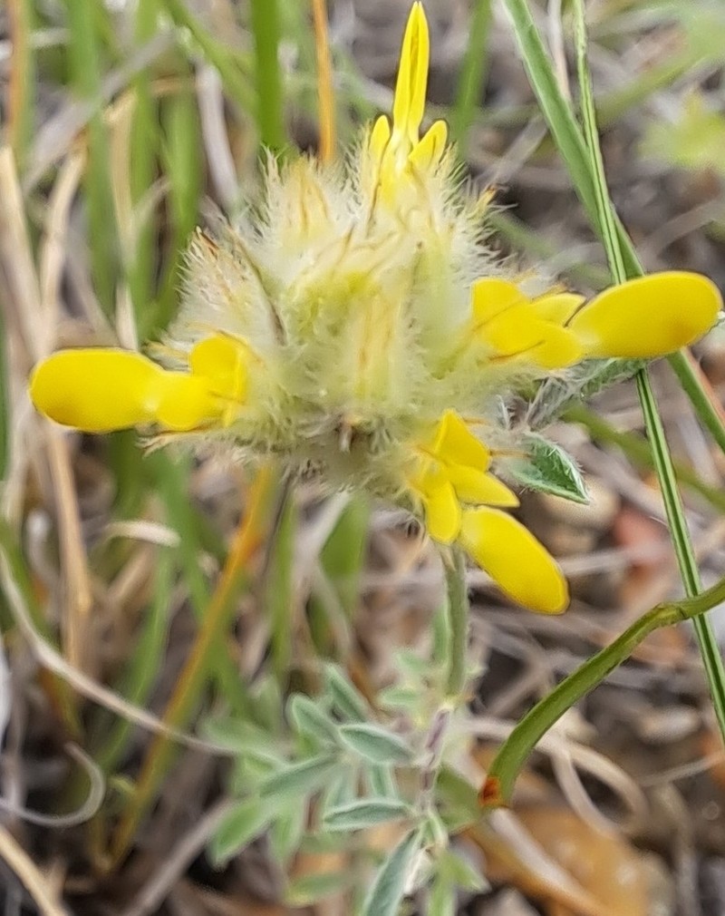 Dalea rubescens photo 5