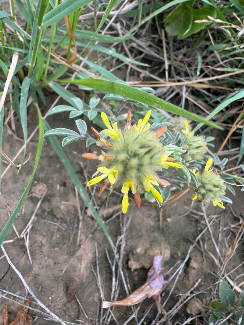 Dalea rubescens photo 6