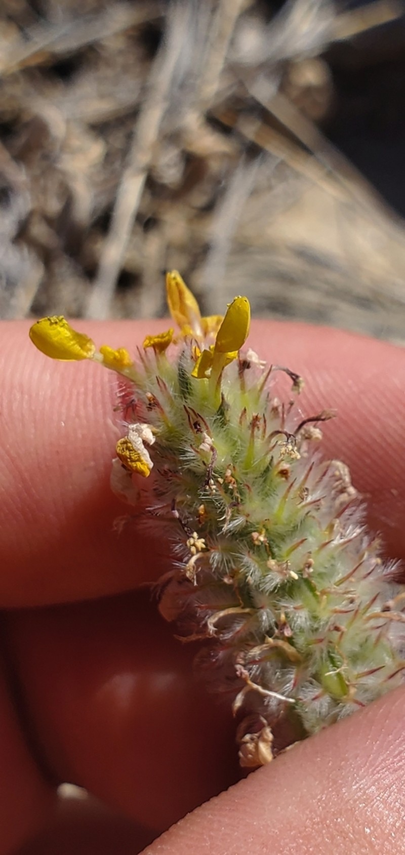 Dalea rubescens photo 7