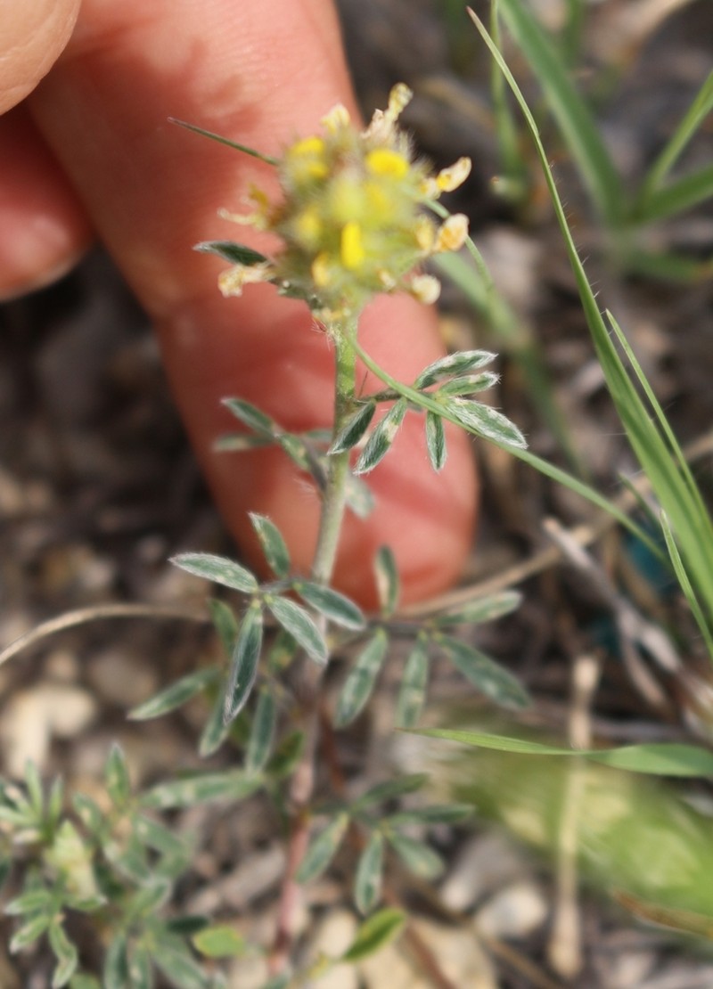 Dalea rubescens photo 8
