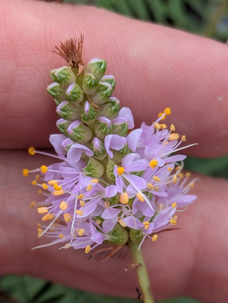 Sabinal Prairie Clover photo 4