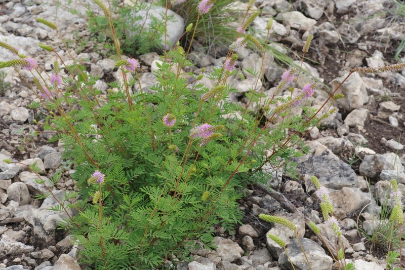 Sabinal Prairie Clover photo 5