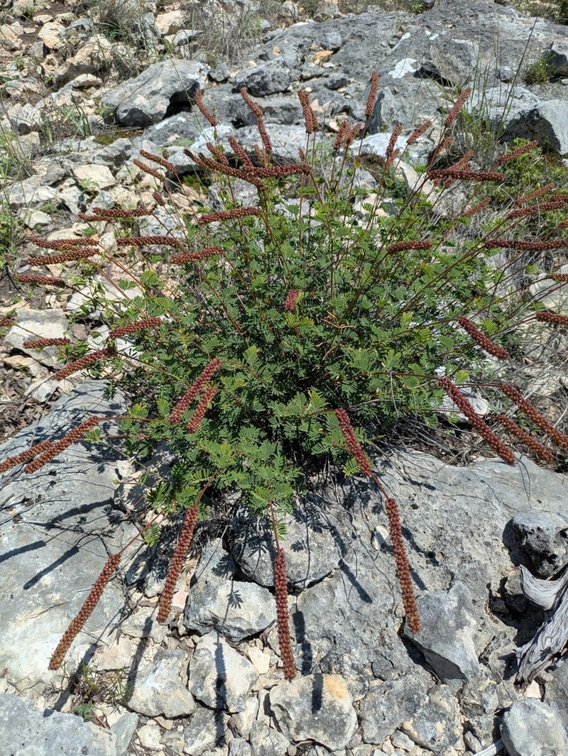 Sabinal Prairie Clover photo 6