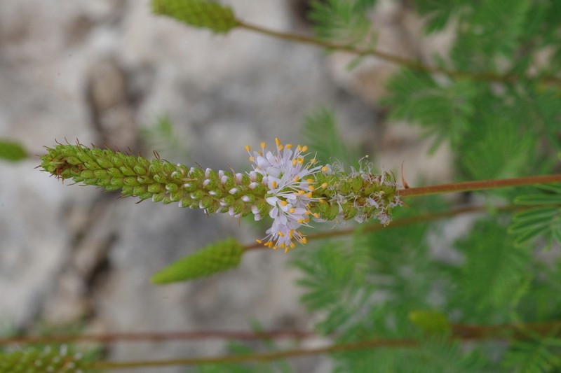 Sabinal Prairie Clover photo 7
