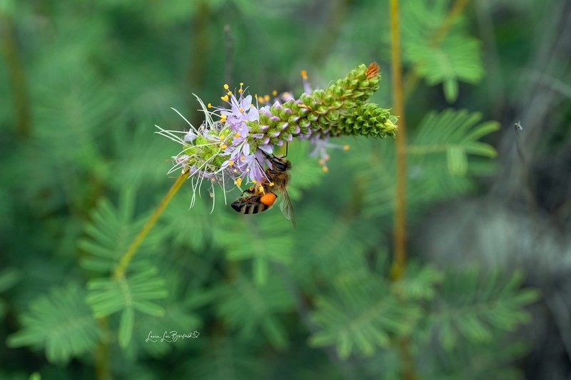 Sabinal Prairie Clover photo 8