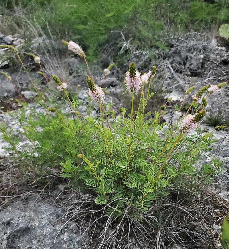 Sabinal Prairie Clover photo 2