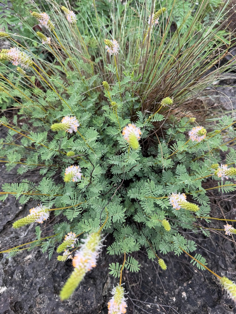 Sabinal Prairie Clover photo 3