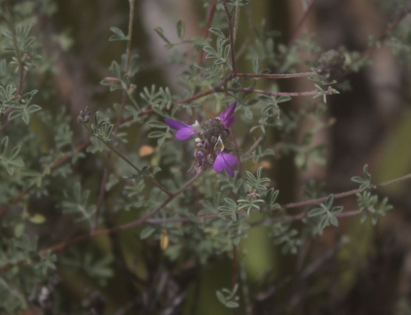 Dalea saffordii photo 2