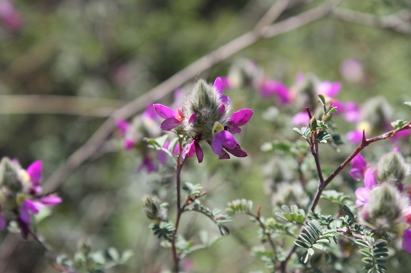 Dalea saffordii photo 3
