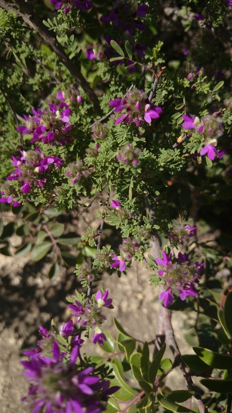 Dalea saffordii photo 4