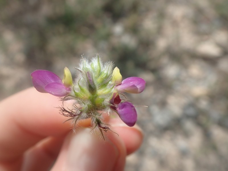 Dalea saffordii photo 5