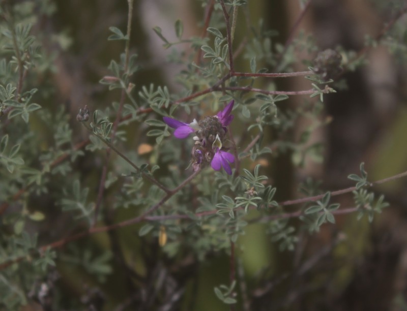 Dalea saffordii photo 6