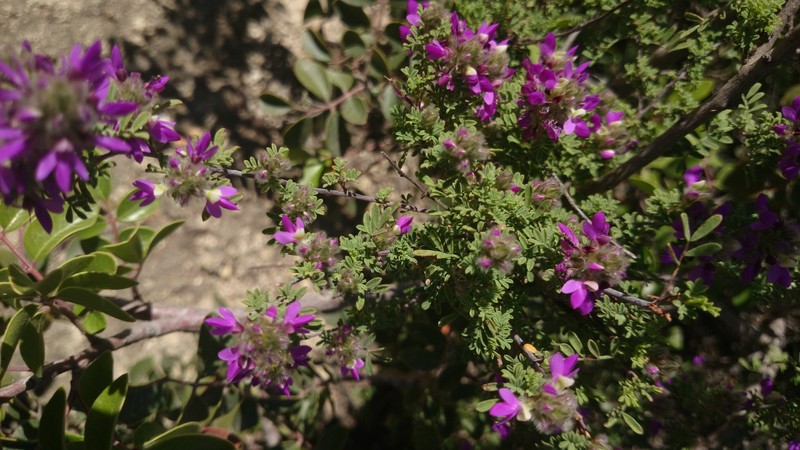 Dalea saffordii photo 7