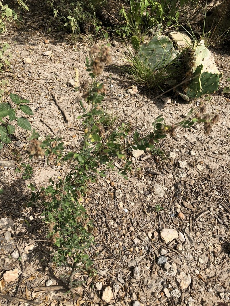 Low Prairie Clover photo 3