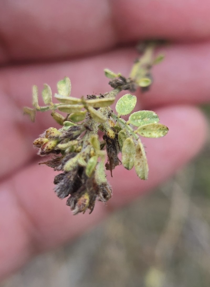 Low Prairie Clover photo 4